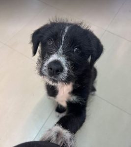 Kobe a black and white rescue dog | 1 dog at a time rescue UK