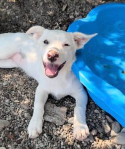 Mellie a white rescue dog | 1 dog at a time rescue UK