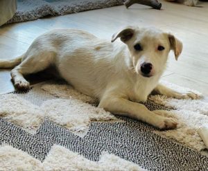 Mellie a white rescue dog | 1 dog at a time rescue UK