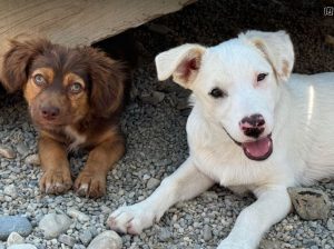 Mellie a white rescue dog | 1 dog at a time rescue UK