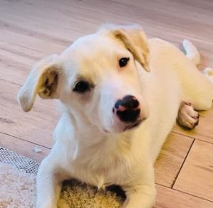 Mellie a white rescue dog | 1 dog at a time rescue UK