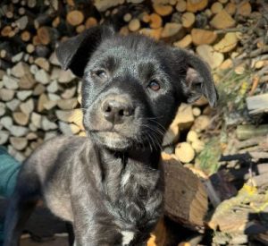 Nemo a black rescue dog | 1 dog at a time rescue UK