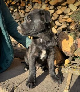 Nemo a black rescue dog | 1 dog at a time rescue UK