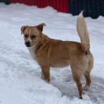 Rudy a tan rescue dog | 1 dog at a time rescue UK