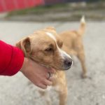 Rudy a tan rescue dog | 1 dog at a time rescue UK