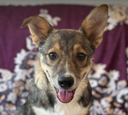 Sadie a brown and white rescue dog | 1 dog at a time rescue UK