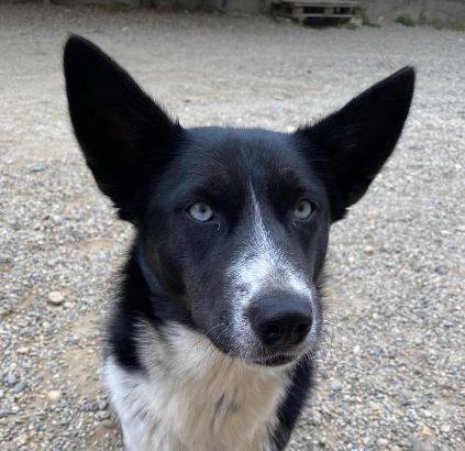 Skye a black and white rescue dog | 1 dog at a time rescue UK