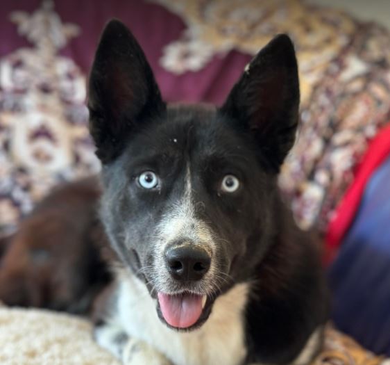 Skye a black and white rescue dog | 1 dog at a time rescue UK