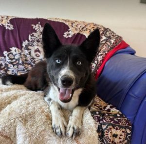 Skye a black and white rescue dog | 1 dog at a time rescue UK