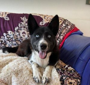 Skye a black and white rescue dog | 1 dog at a time rescue UK