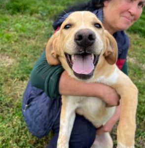 Barney a cream romanian rescue dog | 1 dog at a time rescue uk