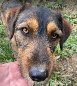 Dougie a brown and black colour Romanian rescue dog | 1 Dog at a Time Rescue UK