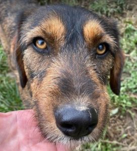 Dougie a brown and black colour Romanian rescue dog | 1 Dog at a Time Rescue UK