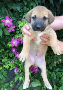 Herbie a black and tan Romanian Rescue Dog | 1 Dog at a Time Rescue UK