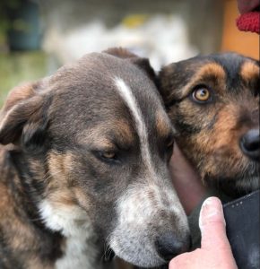 Dougie a brown and black colour Romanian rescue dog 1 | 1 Dog at a Time Rescue UK