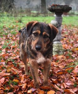 Dougie a brown and black colour Romanian rescue dog 1 | 1 Dog at a Time Rescue UK