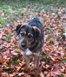 Dougie a brown and black colour Romanian rescue dog 1 | 1 Dog at a Time Rescue UK