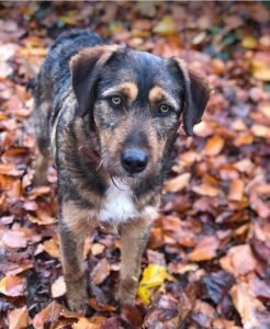 Dougie a brown and black colour Romanian rescue dog 1 | 1 Dog at a Time Rescue UK