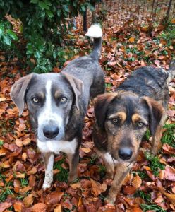 Dougie a brown and black colour Romanian rescue dog 1 | 1 Dog at a Time Rescue UK