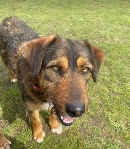 Dougie a brown and black colour Romanian rescue dog 1 | 1 Dog at a Time Rescue UK