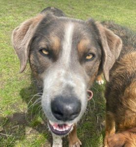 Dudley a grey and white colour Romanian rescue dog | 1 Dog at a Time Rescue UK