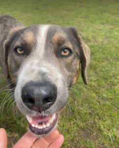 Dudley a grey and white colour Romanian rescue dog | 1 Dog at a Time Rescue UK