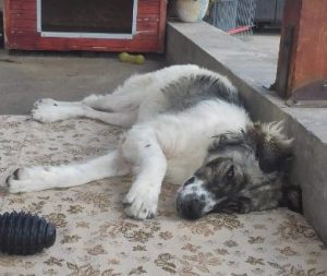 Nina a grey and white romanian rescue dog | 1 dog at a time rescue uk