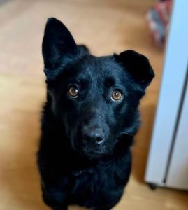 Bernie a black rescue dog | 1 dog at a time rescue UK