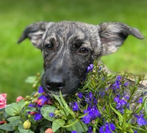 Daisy a black and brown rescue dog | 1 dog at a time rescue UK