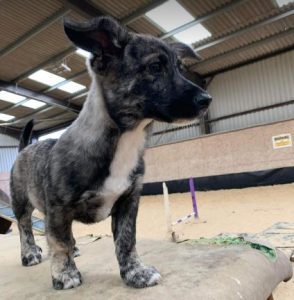 Daisy a black and brown rescue dog | 1 dog at a time rescue UK