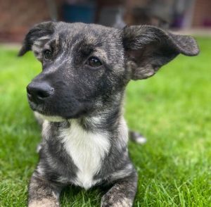 Daisy a black and brown rescue dog | 1 dog at a time rescue UK