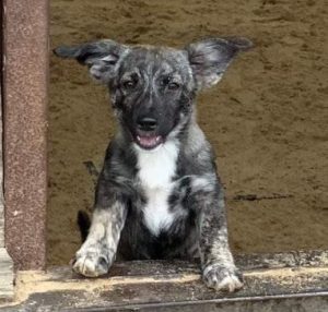 Daisy a black and brown rescue dog | 1 dog at a time rescue UK