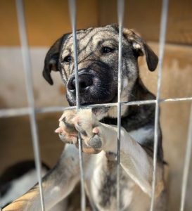 Freya a brown and white rescue dog | 1 dog at a time rescue UK