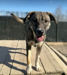 Freya a brown and white rescue dog | 1 dog at a time rescue UK