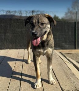 Freya a brown and white rescue dog | 1 dog at a time rescue UK