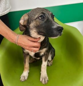 Freya a brown and white rescue dog | 1 dog at a time rescue UK