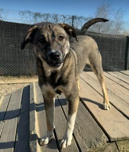 Freya a brown and white rescue dog | 1 dog at a time rescue UK