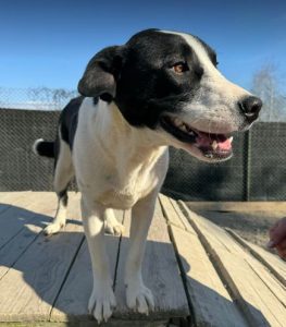 Luca a black and white rescue dog | 1 dog at a time rescue UK