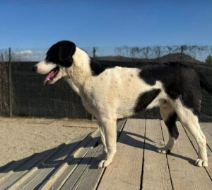 Luca a black and white rescue dog | 1 dog at a time rescue UK