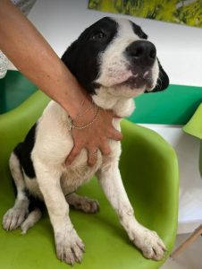 Luca a black and white rescue dog | 1 dog at a time rescue UK