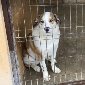 Maya a brown and white rescue dog | 1 dog at a time rescue UK