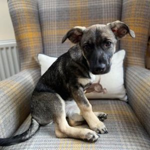 Rosa a black and brown rescue dog | 1 dog at a time rescue UK