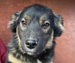 Eddie a black and tan romanian rescue dog | 1 dog at a time rescue uk