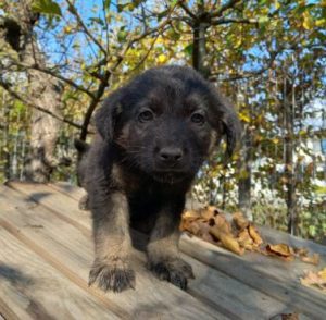 Mitchell a black romanian rescue dog | 1 dog at a time rescue uk