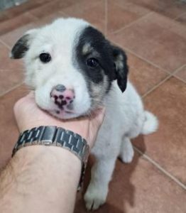 Smudge a black and white romanian rescue dog | 1 dog at a time rescue uk