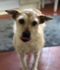 Abbie a tan romanian rescue dog | 1 dog at a time rescue uk