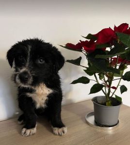Kobe a black and white rescue dog | 1 dog at a time rescue UK