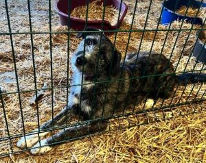 Libby a brown and white Romanian rescue dog | 1 Dog at a Time Rescue UK