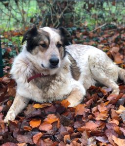 Marty a brown and white Romanian rescue dog | 1 Dog at a Time Rescue UK