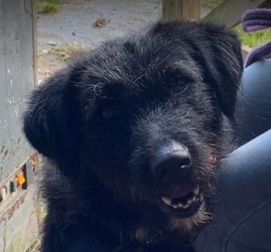 Miro a black rescue dog | 1 dog at a time rescue UK